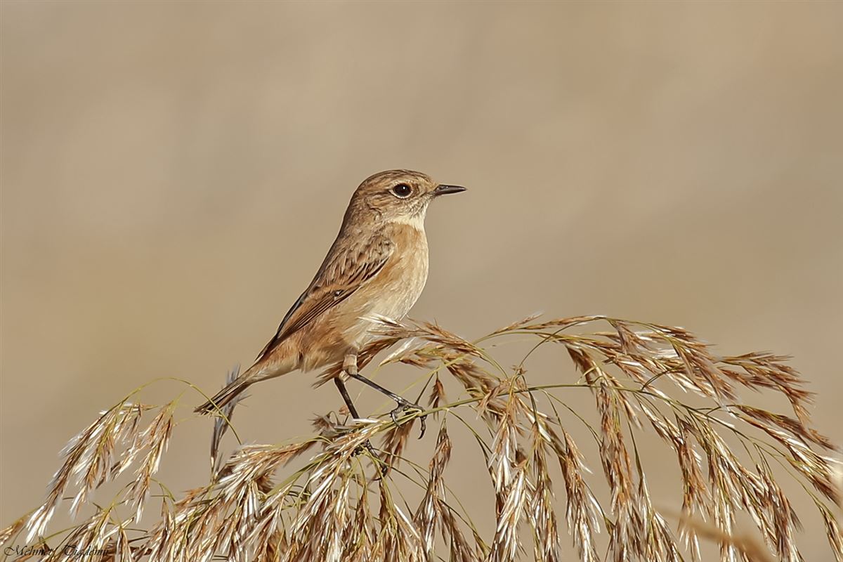 Northern Wheatear