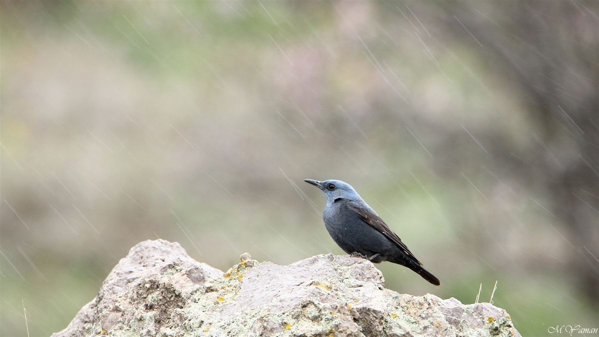 Blue Rock Thrush