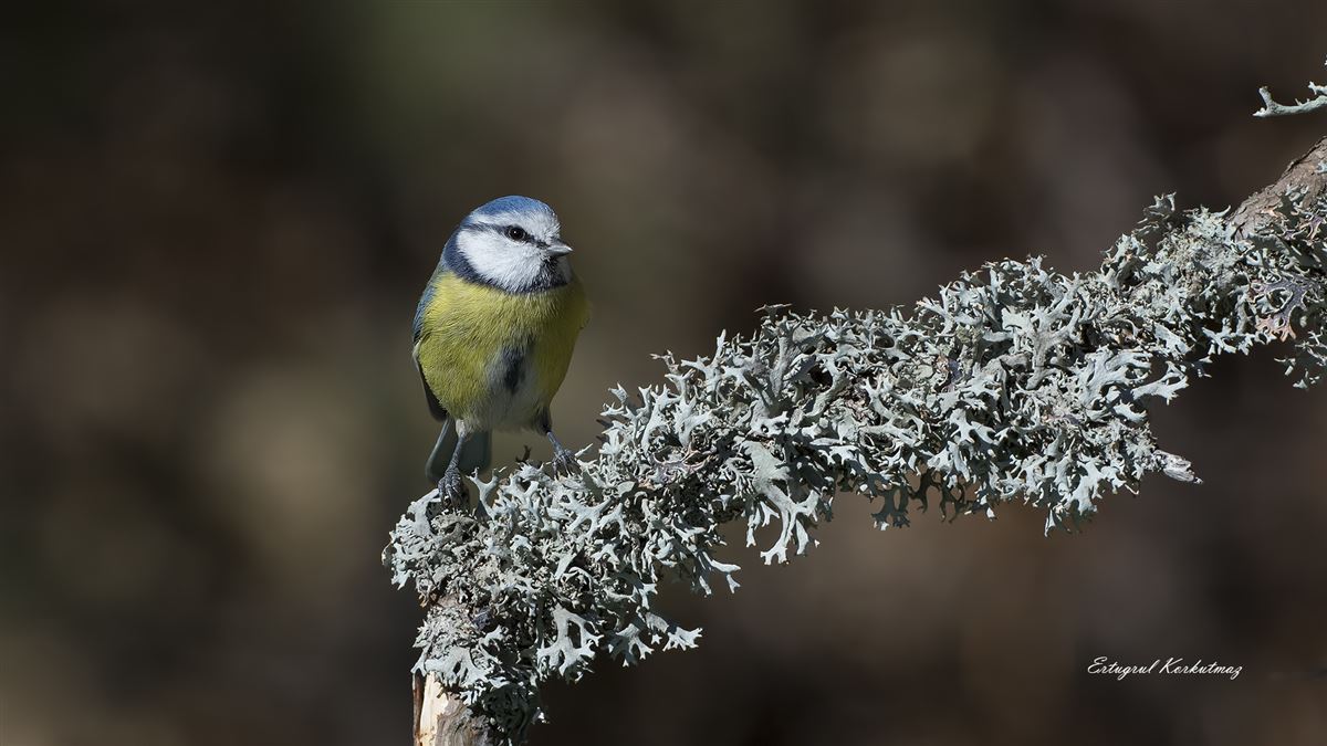 Eurasian Blue Tit