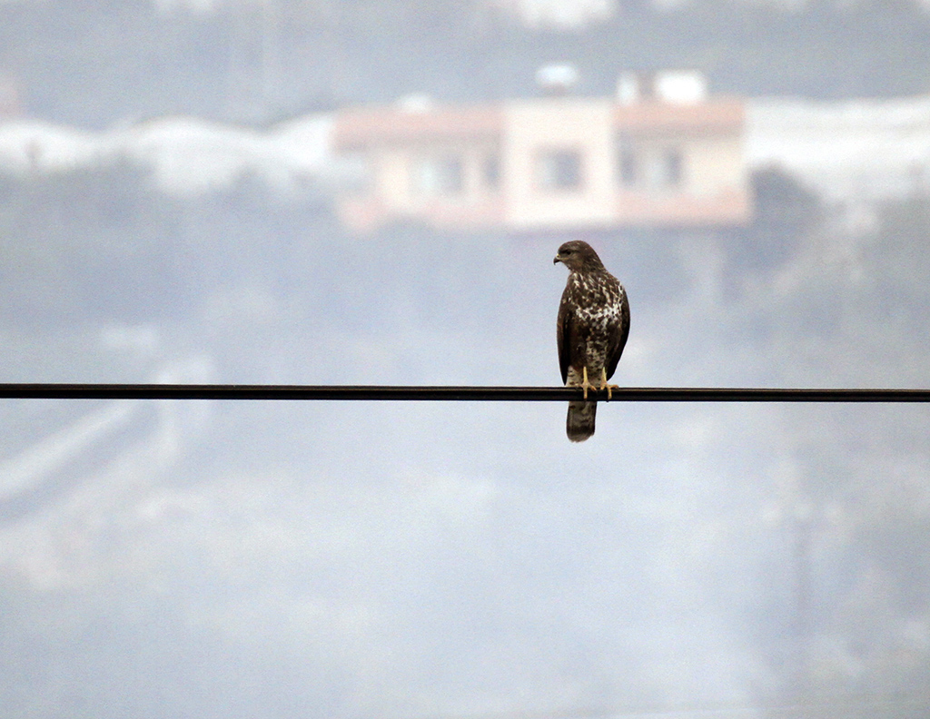 Common Buzzard
