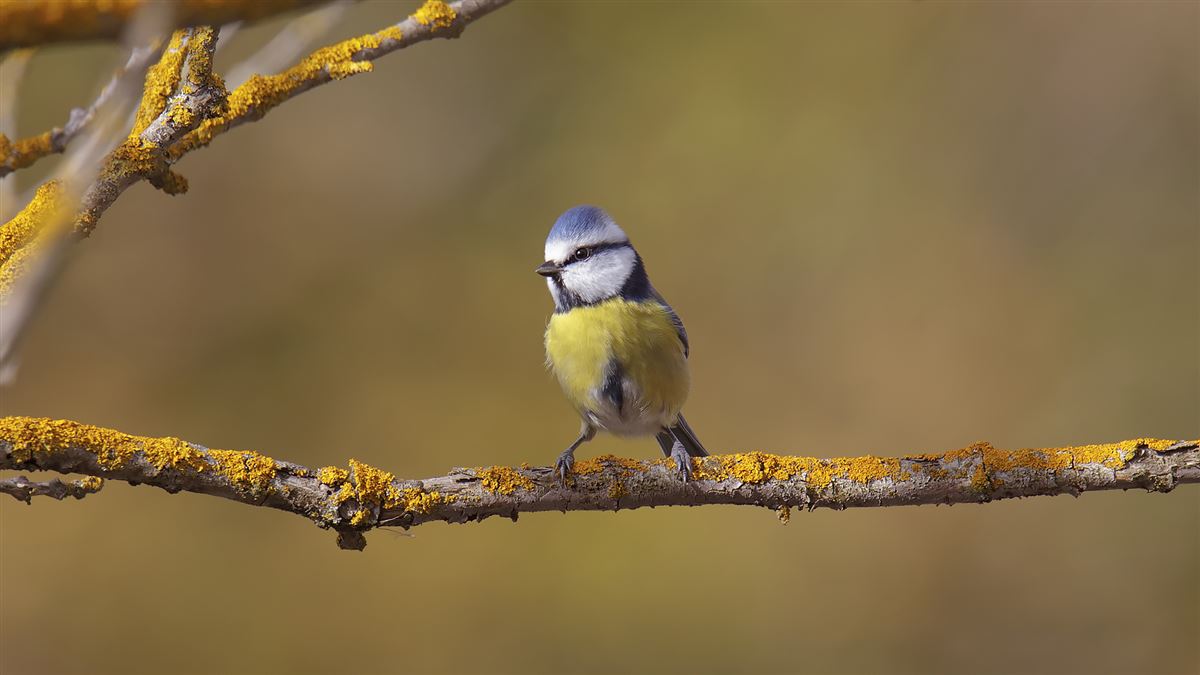 Eurasian Blue Tit