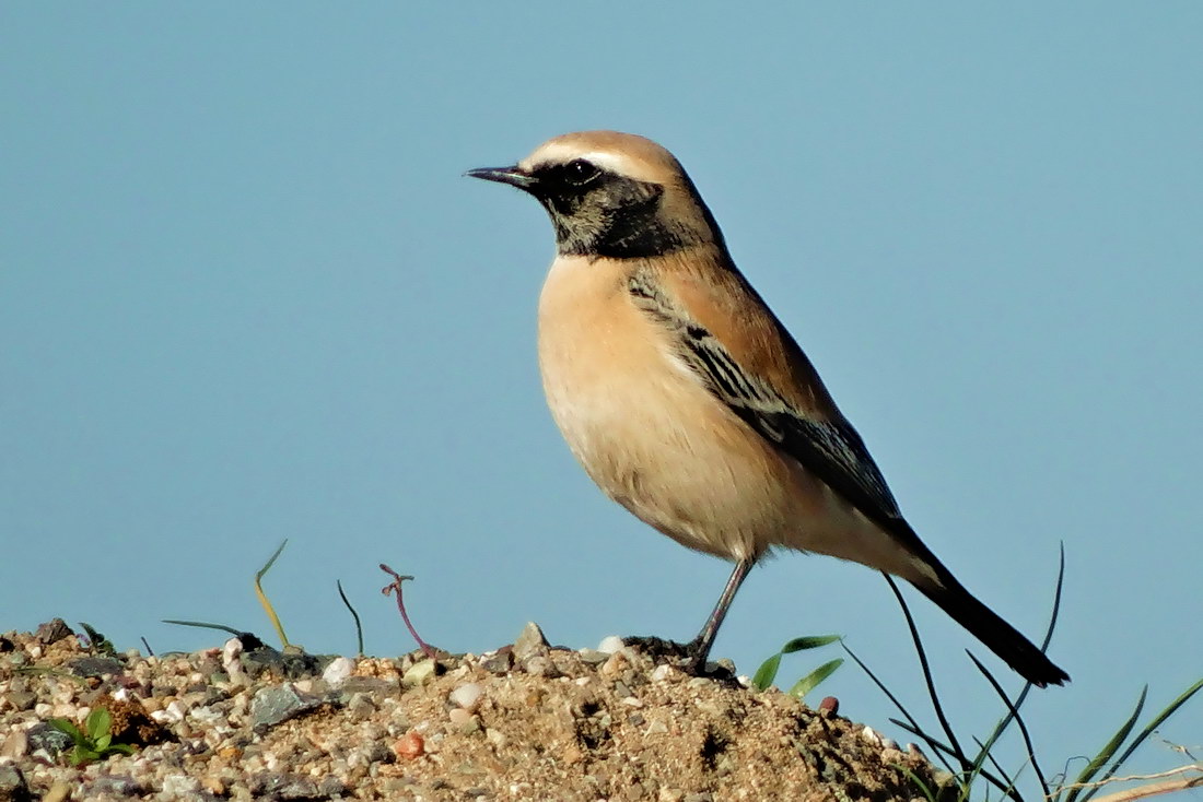 Desert Wheatear