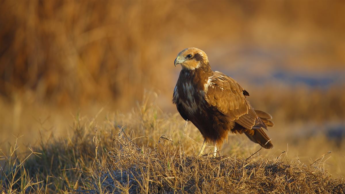 Western Marsh Harrier