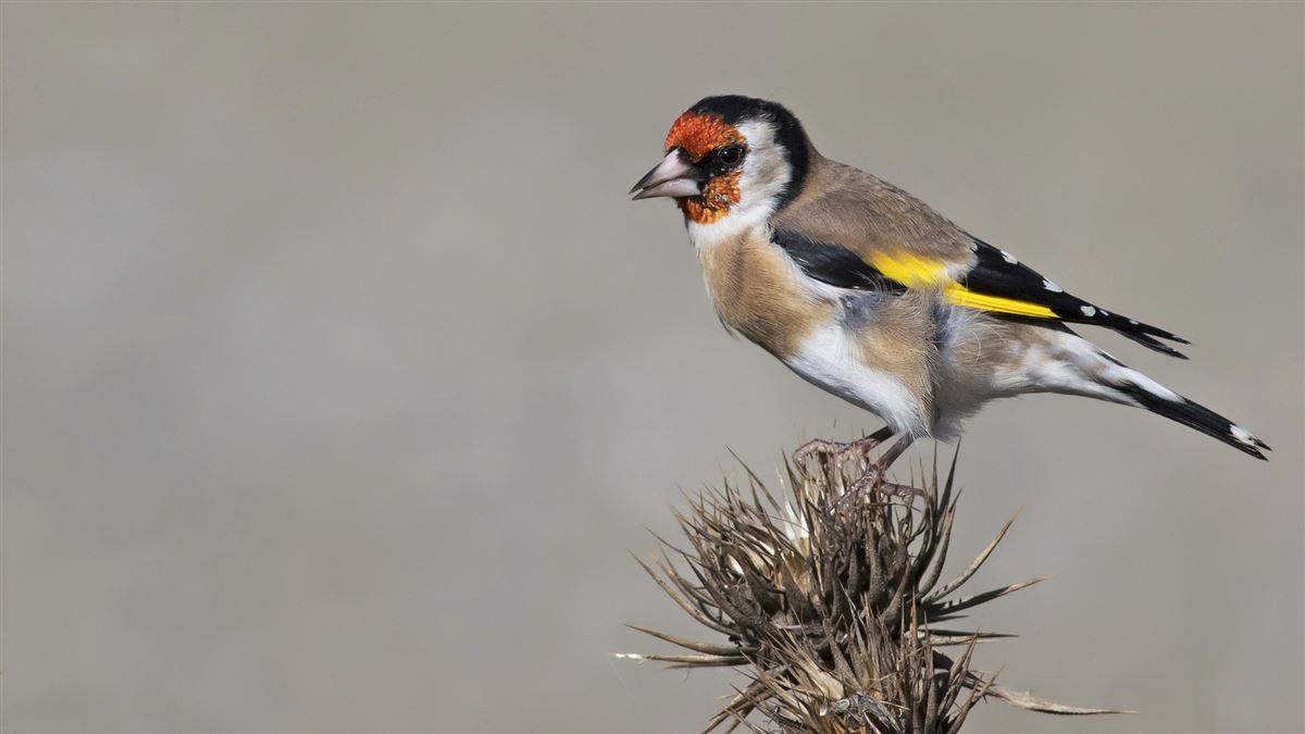 European Goldfinch