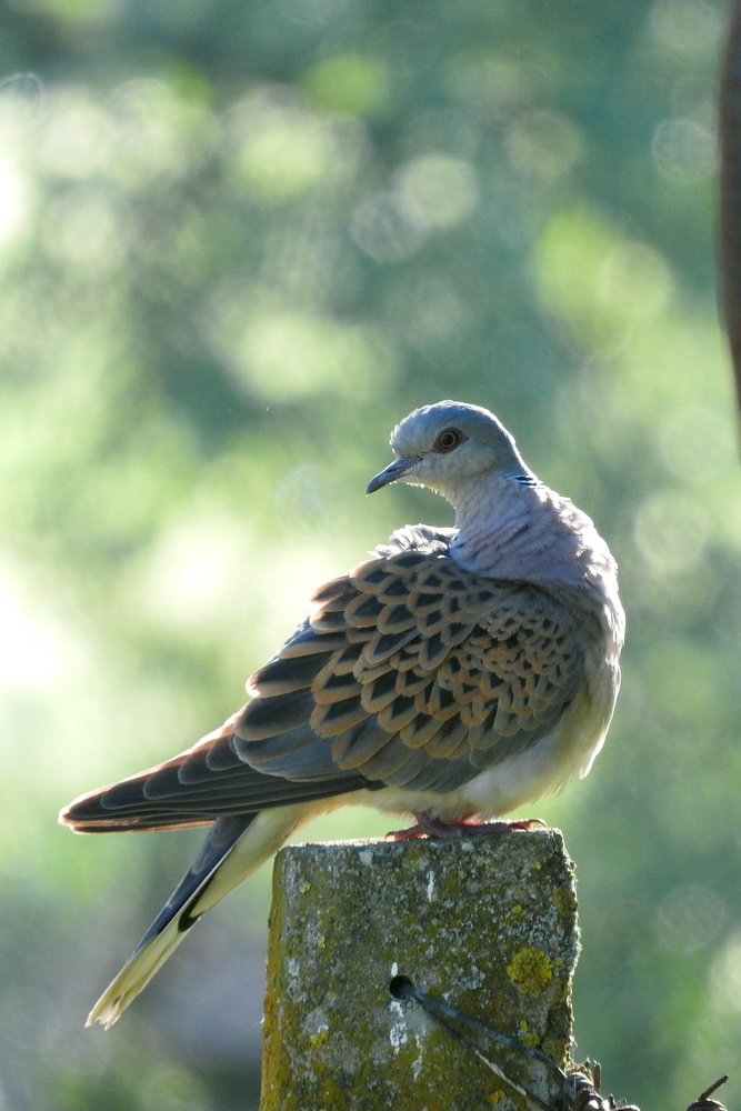 European Turtle Dove