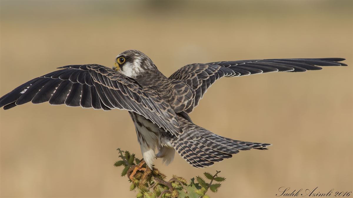 Red-footed Falcon