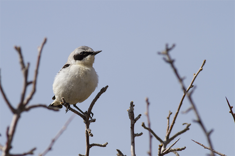 Northern Wheatear