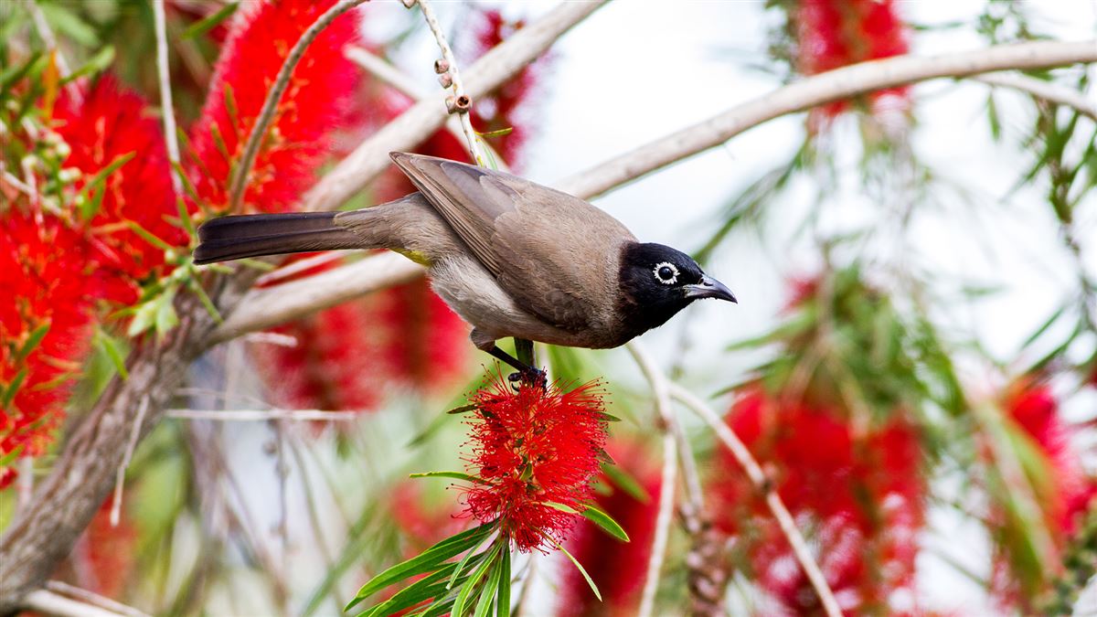 White-spectacled Bulbul