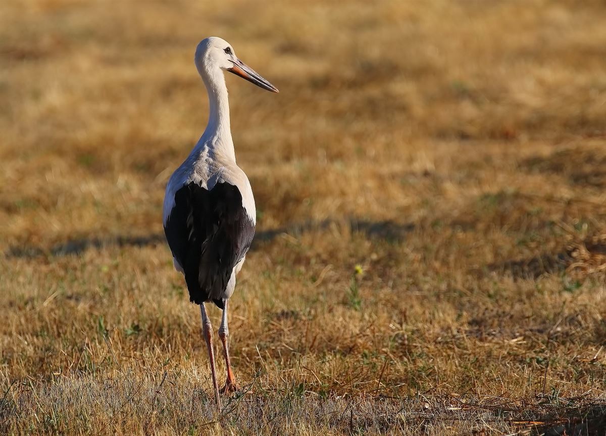 White Stork