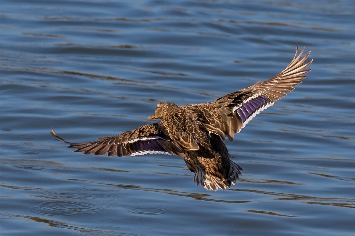 Mallard