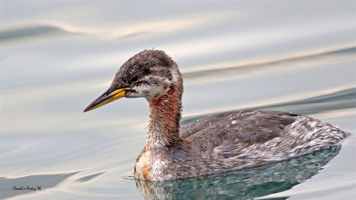 Red-necked Grebe