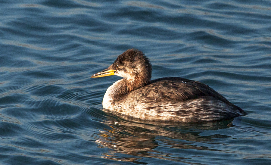 Red-necked Grebe