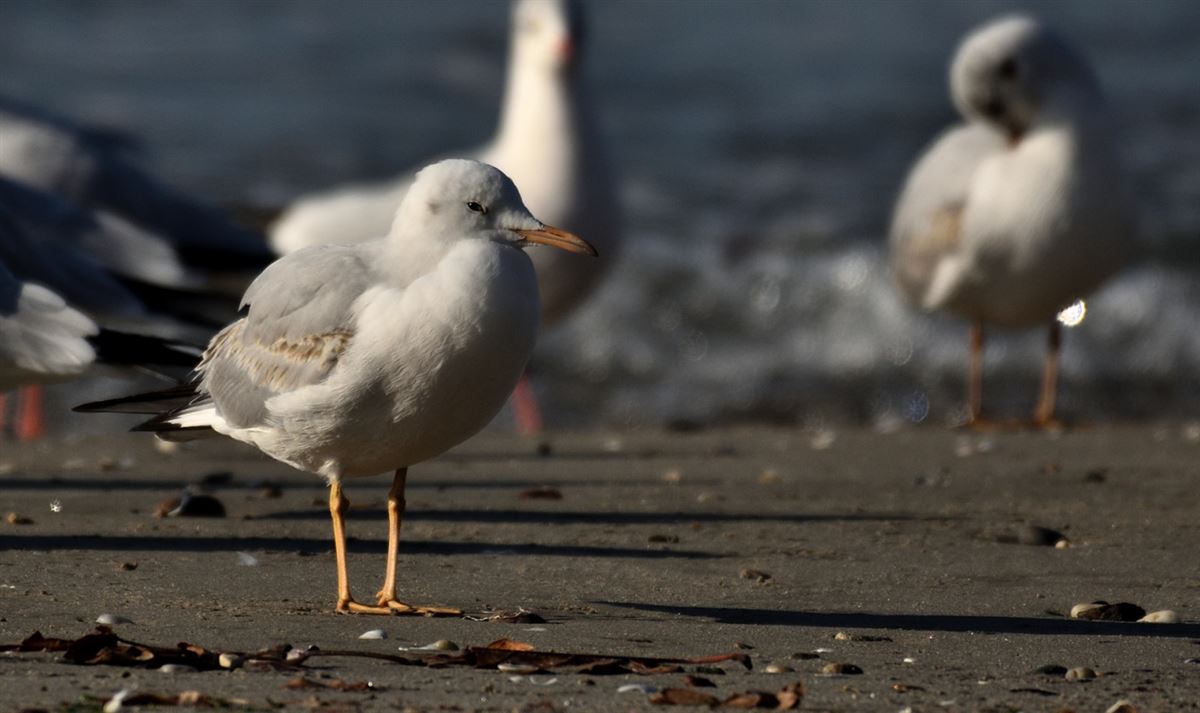 İncegagalı Martı