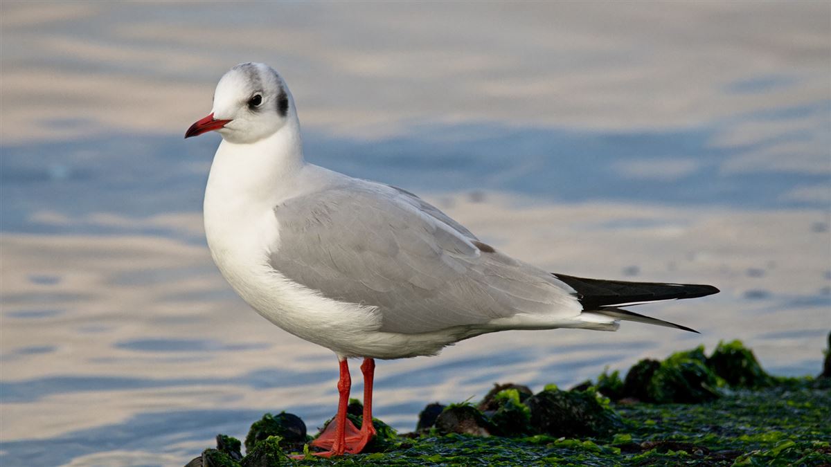Black-headed Gull