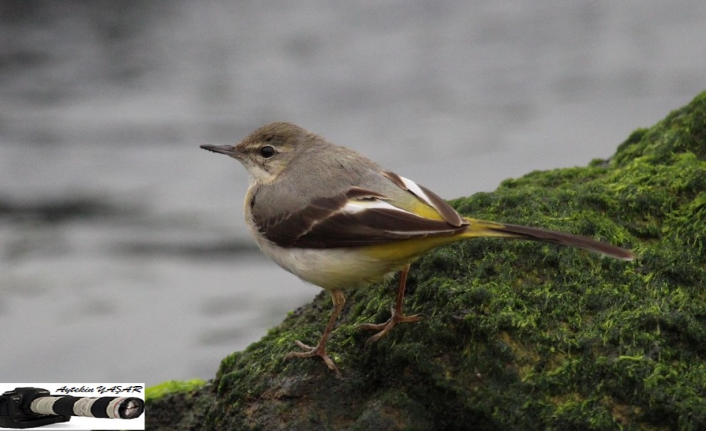 Grey Wagtail