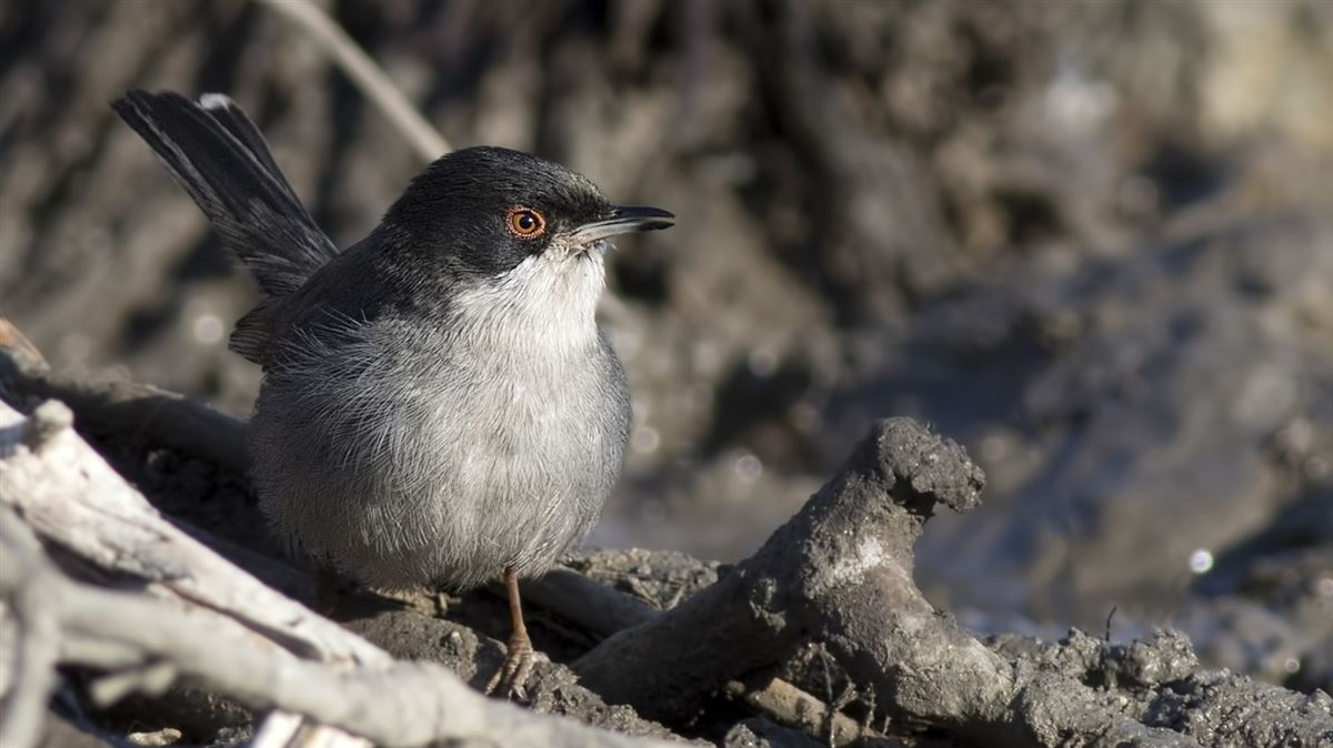Sardinian Warbler