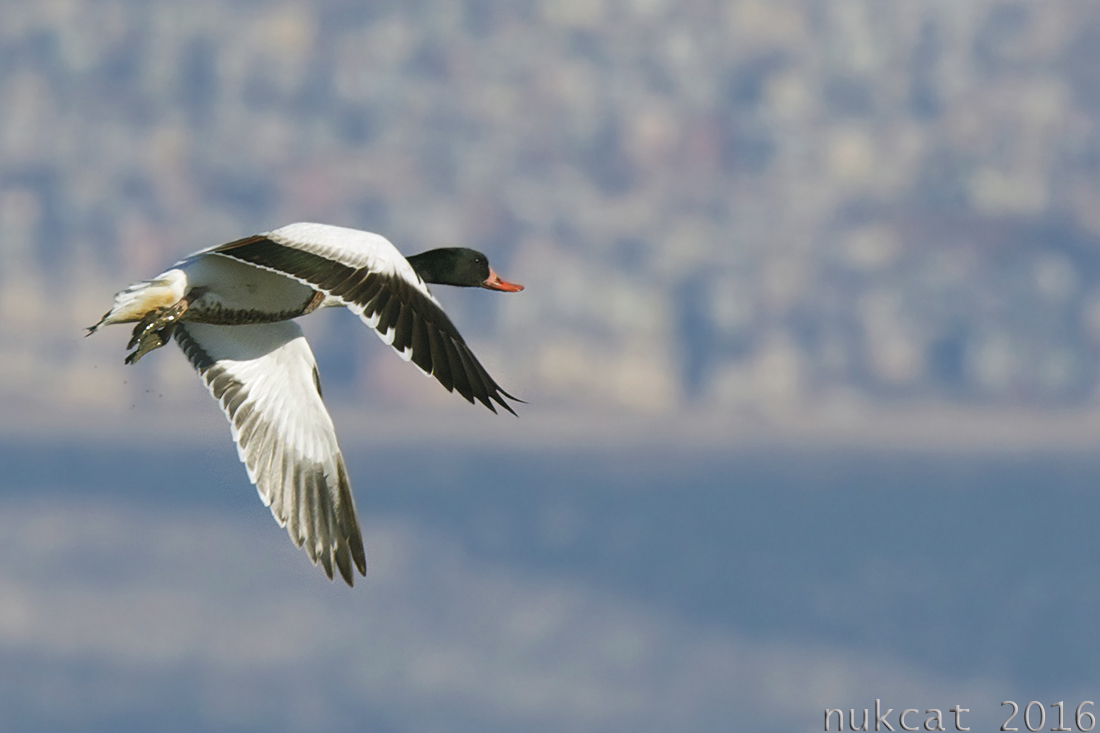 Common Shelduck
