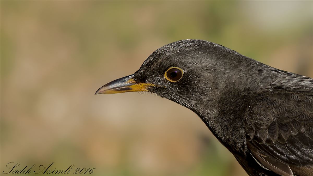 Common Blackbird