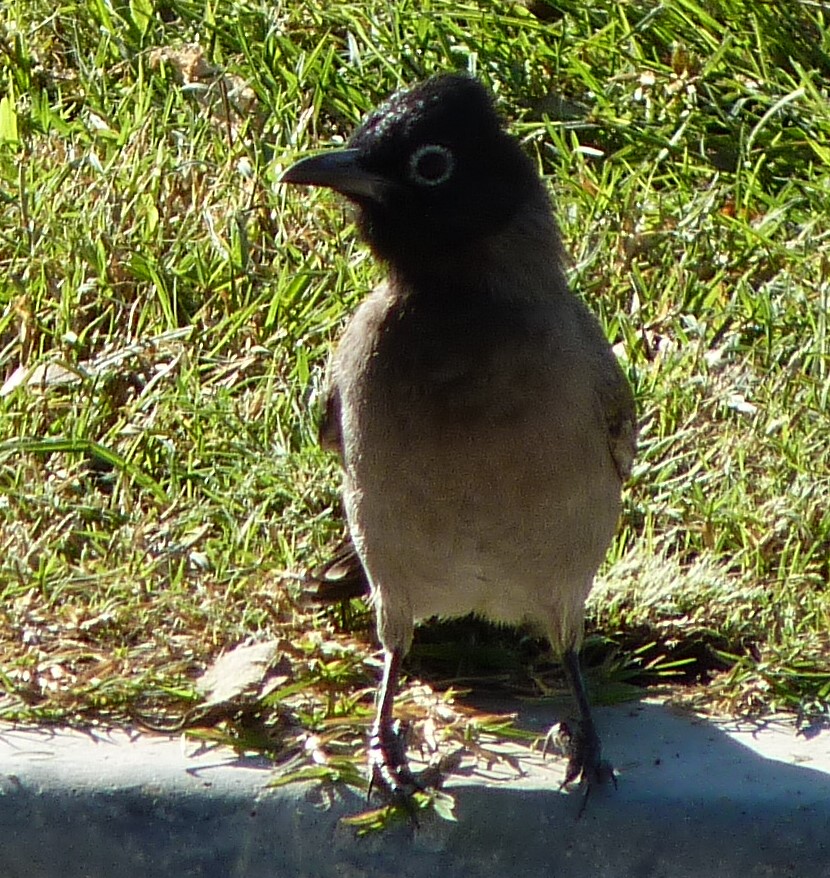 White-spectacled Bulbul