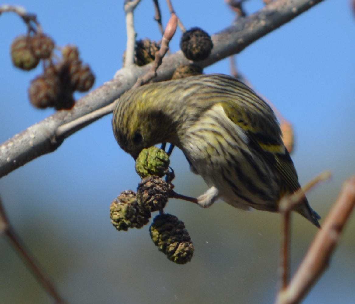 Eurasian Siskin