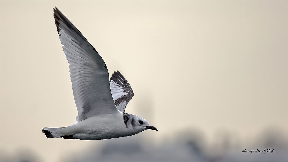 Black-legged Kittiwake
