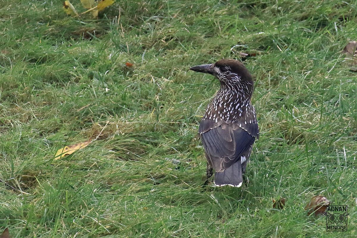 Northern Nutcracker