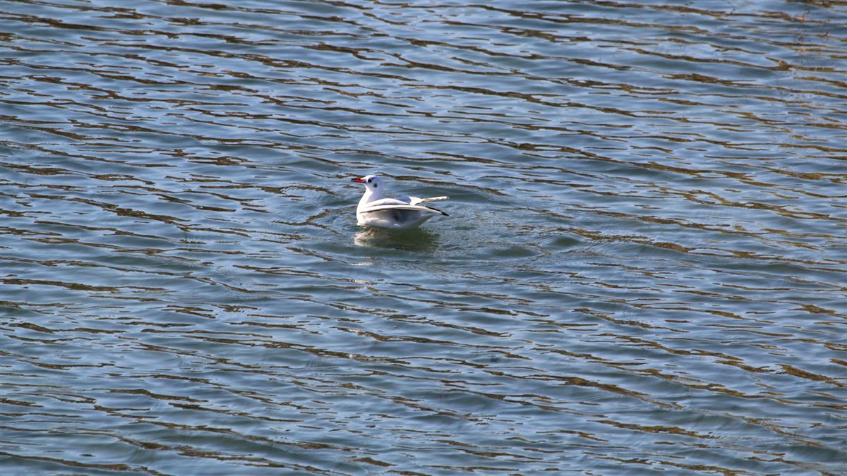 Black-headed Gull