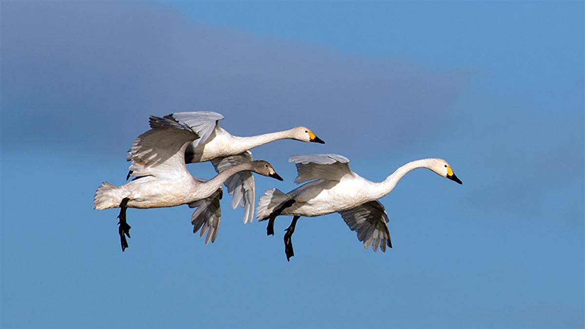 Tundra Swan