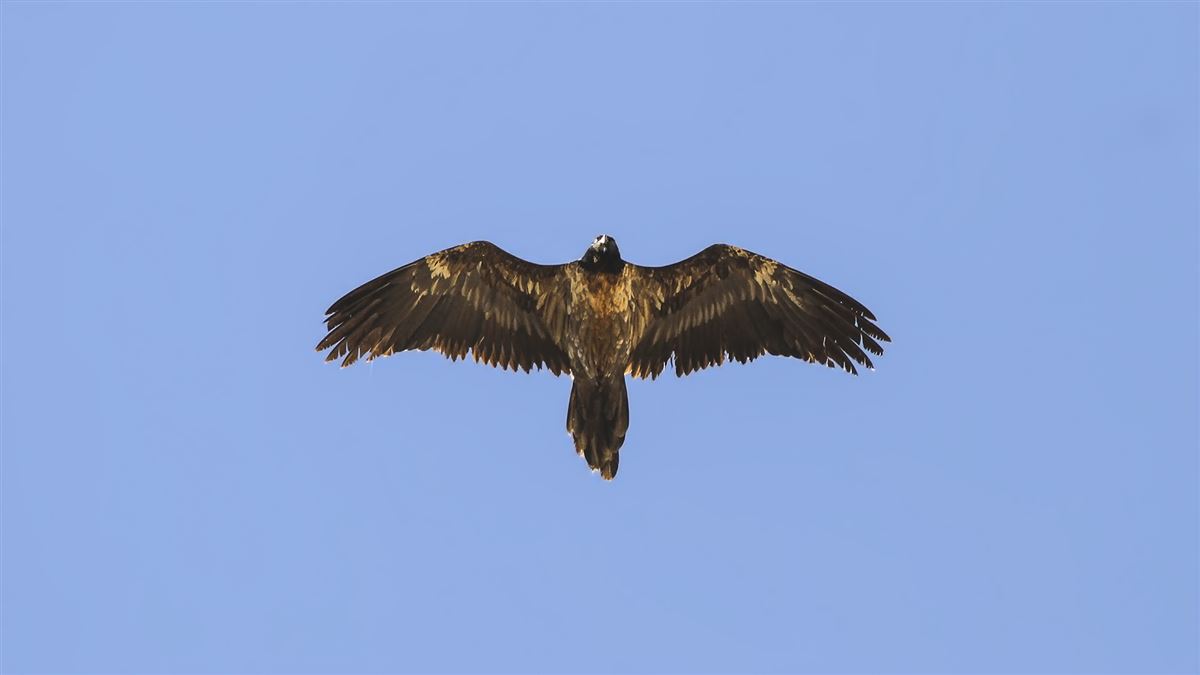 Bearded Vulture