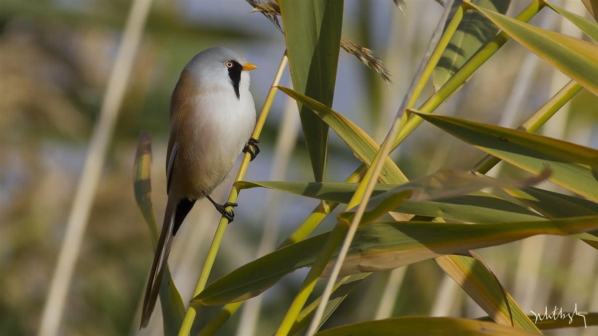 Bearded Reedling