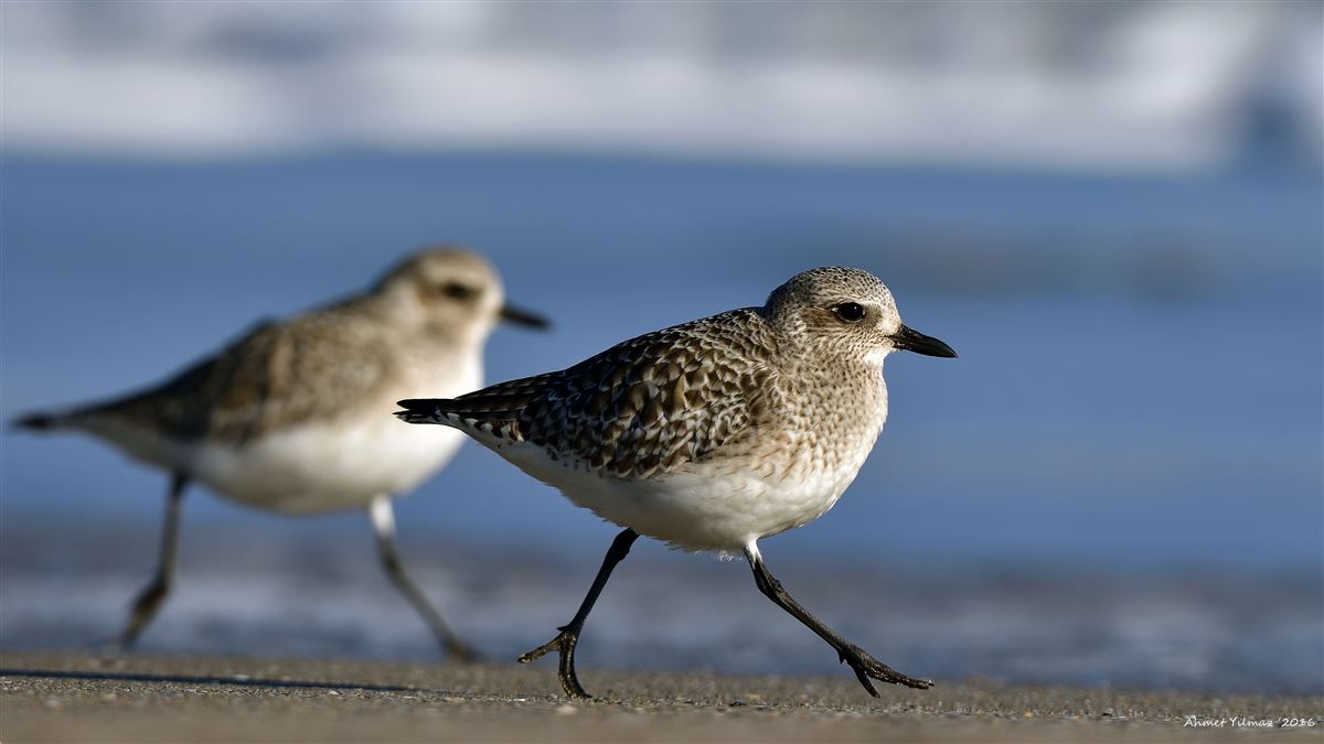 Grey Plover