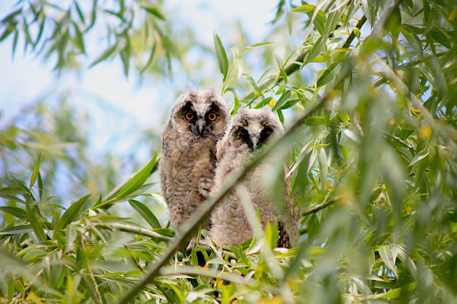 Long-eared Owl