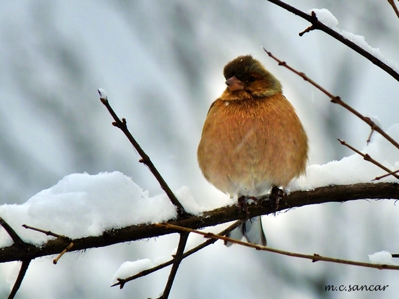 Eurasian Chaffinch