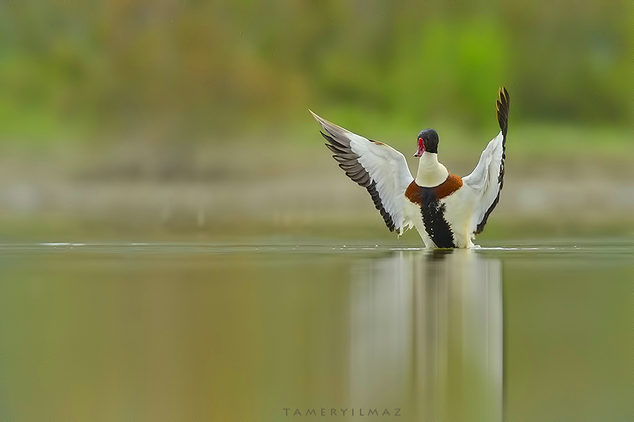 Common Shelduck