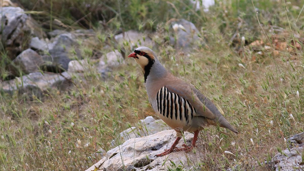 Chukar Partridge