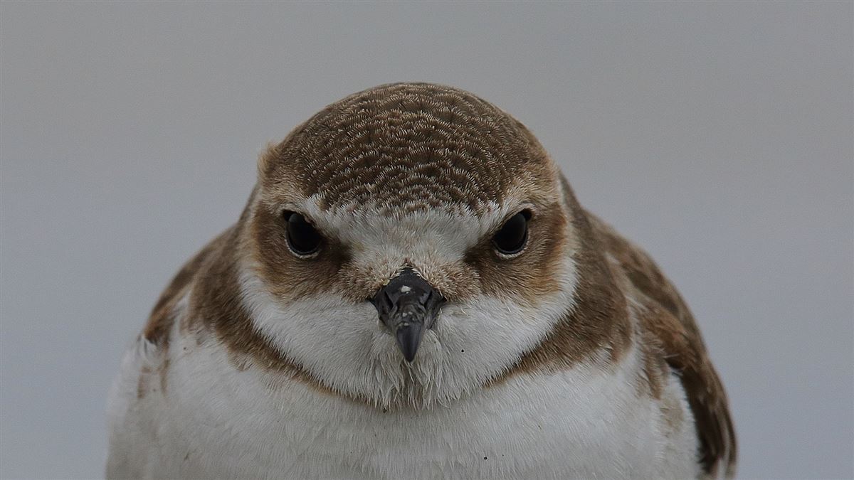 Kentish Plover