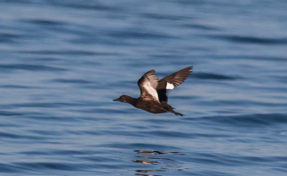 Velvet Scoter