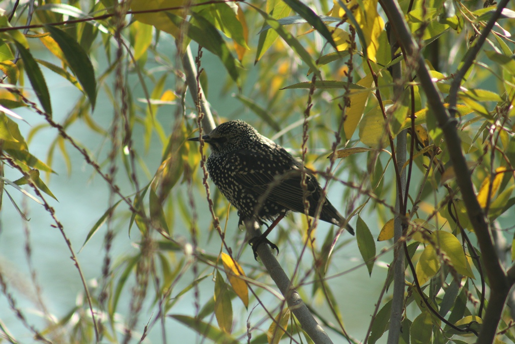 Common Starling
