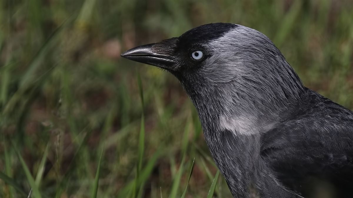 Western Jackdaw