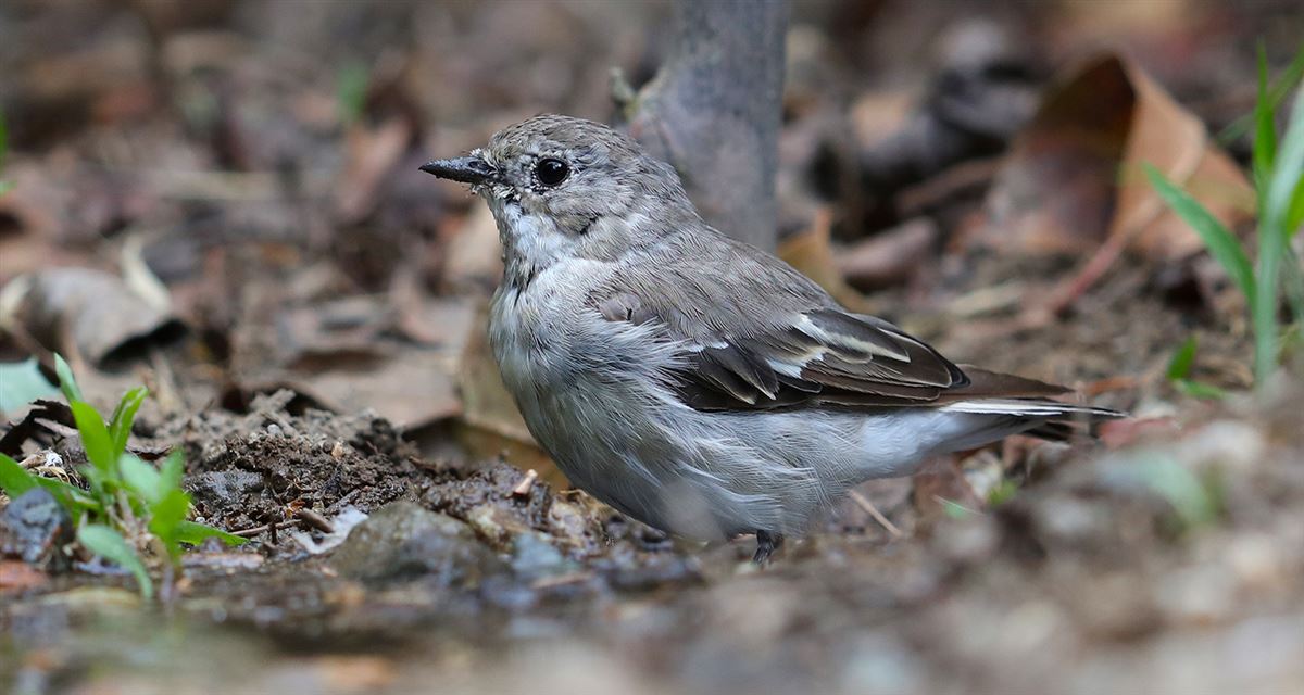 Semicollared Flycatcher