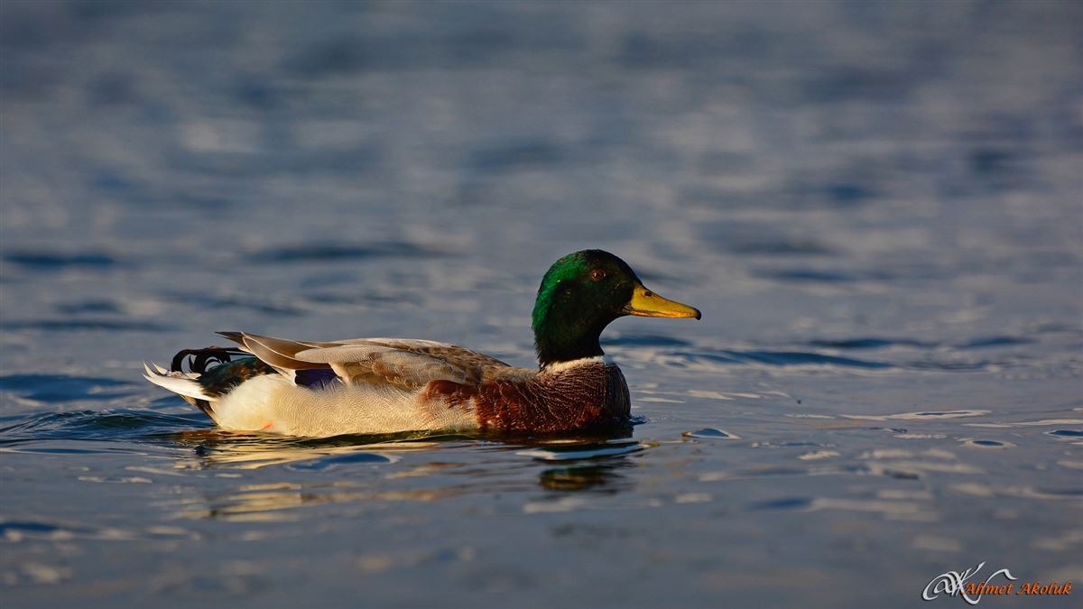 Mallard