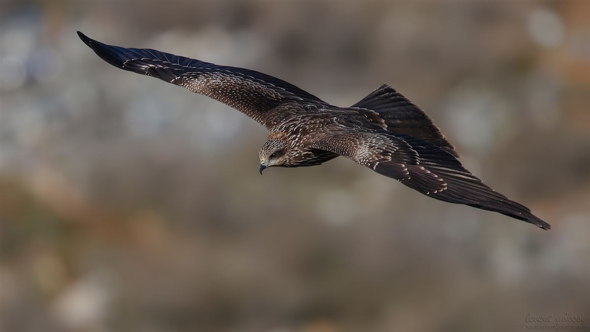 Black Kite