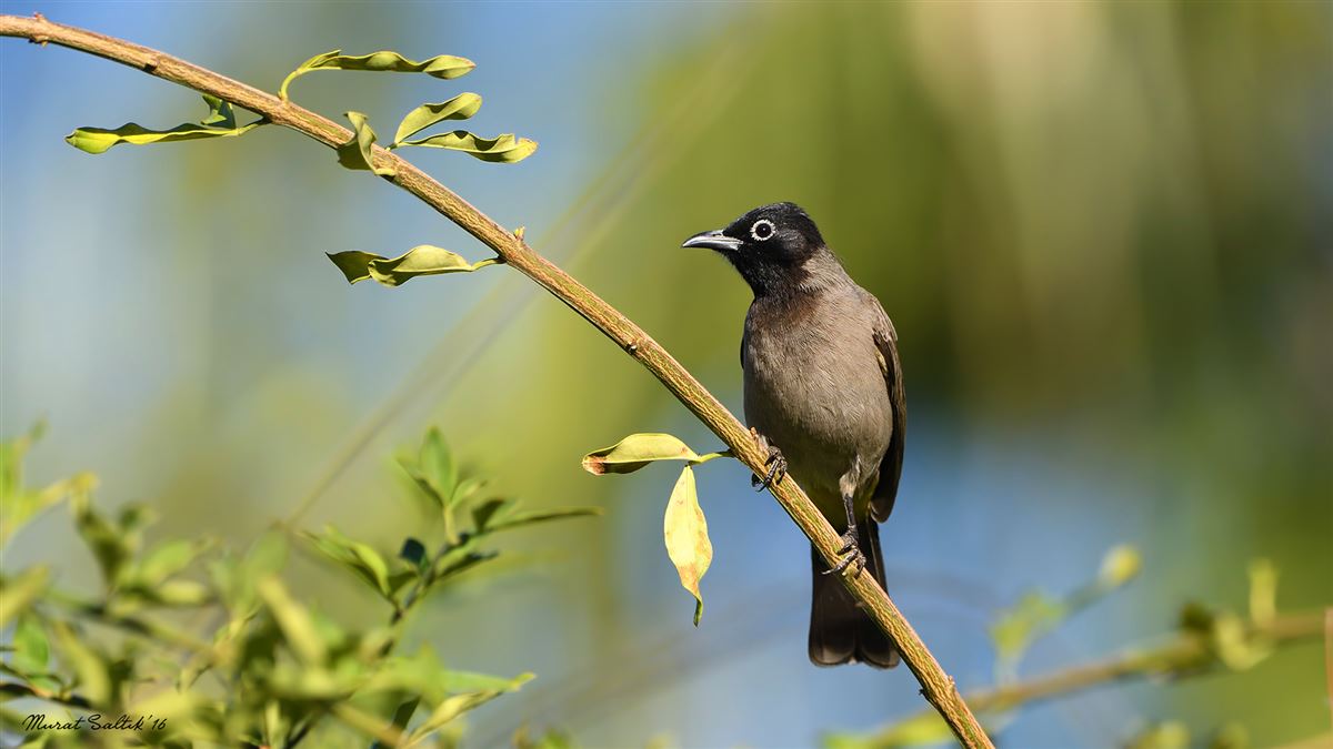 White-spectacled Bulbul