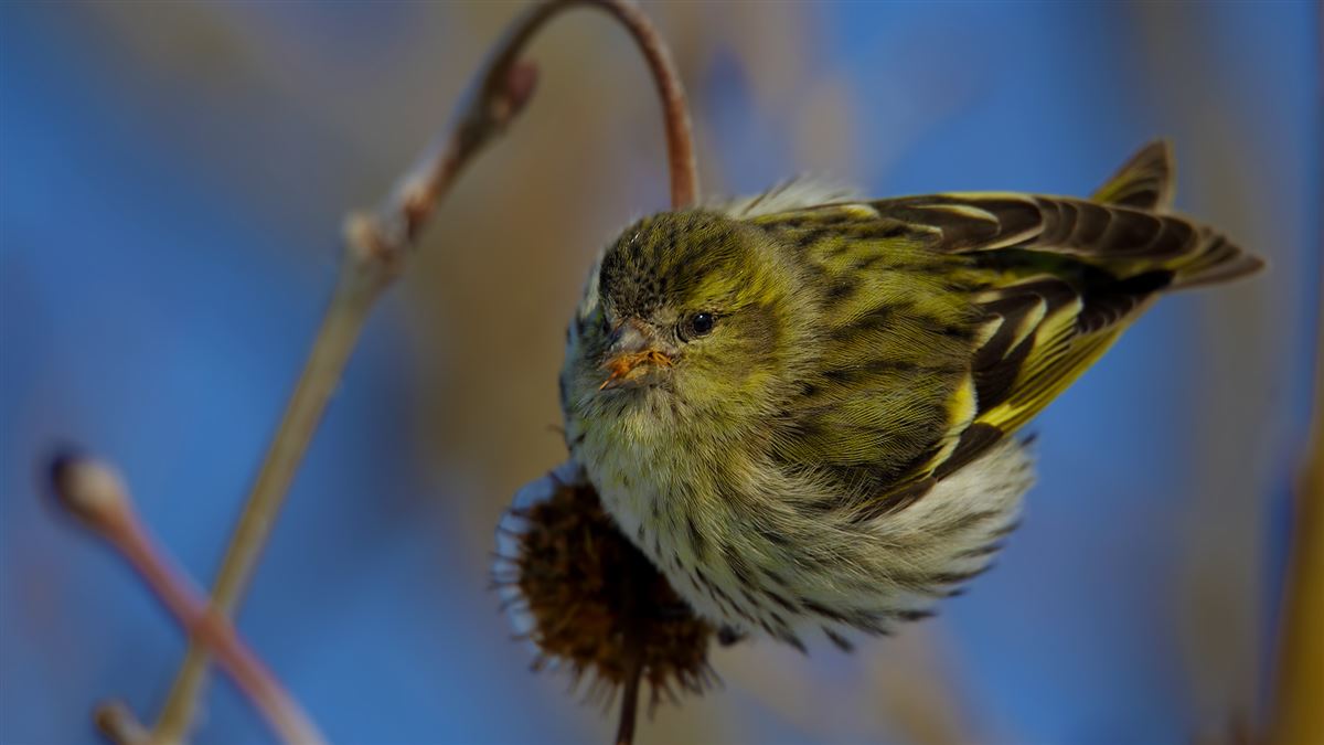 Eurasian Siskin