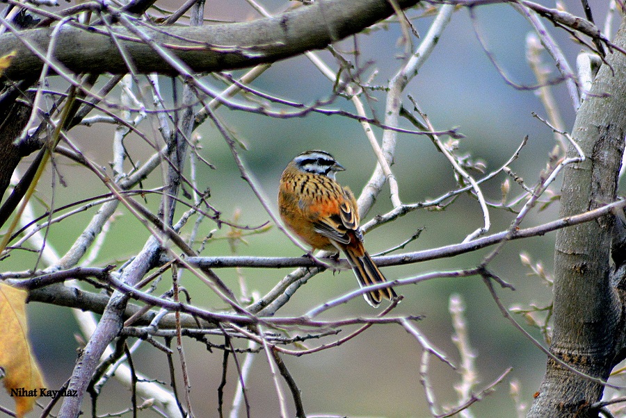Rock Bunting