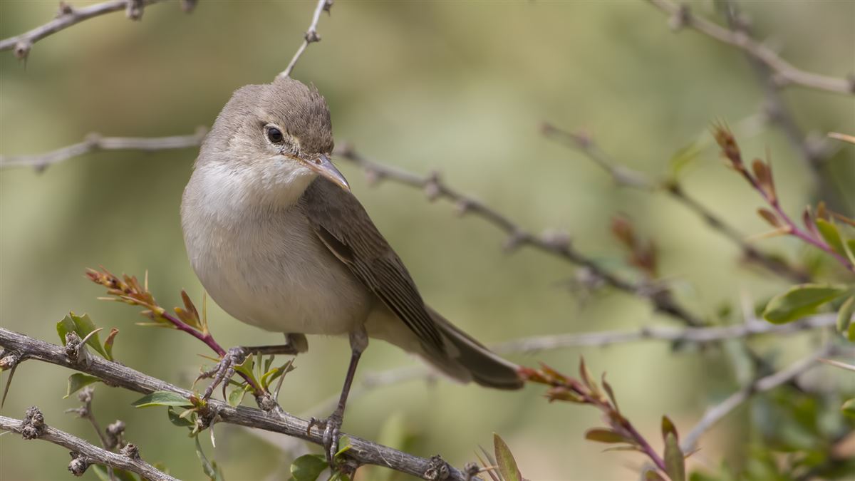 Upcher`s Warbler
