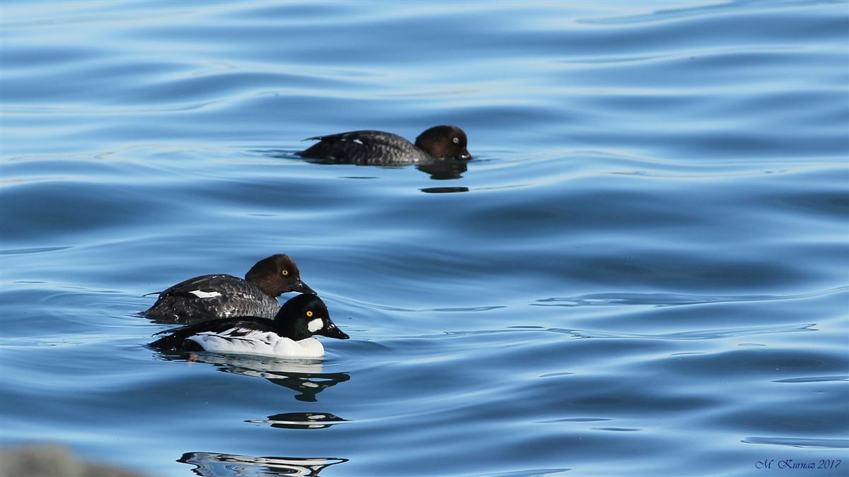 Common Goldeneye