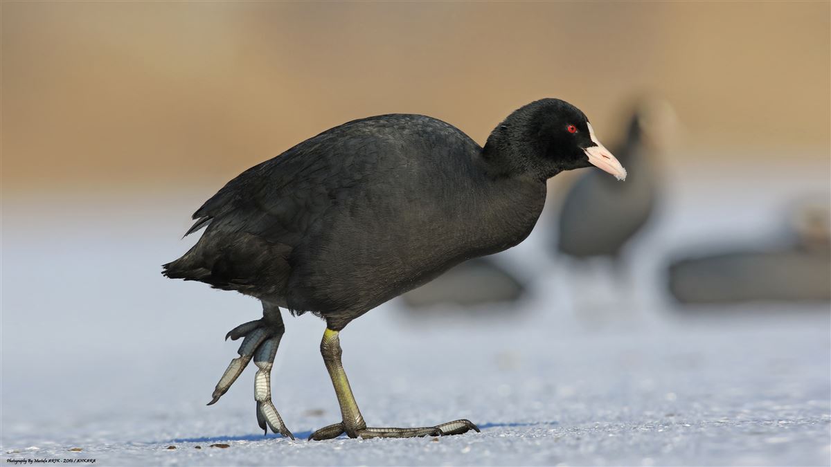 Eurasian Coot