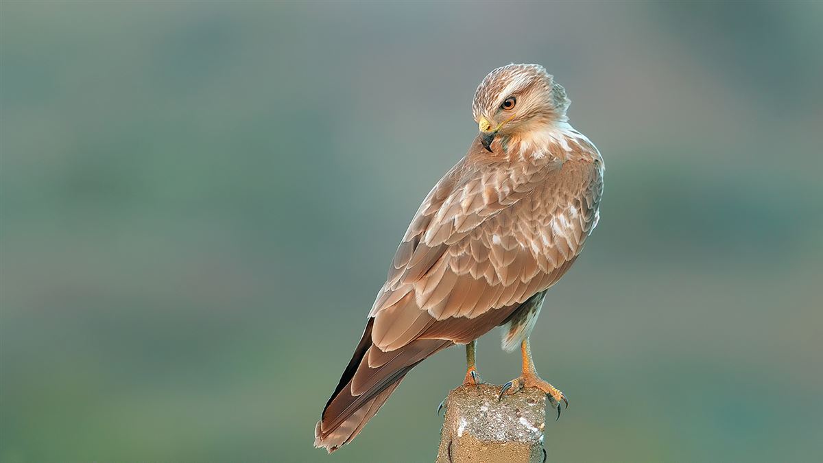 Common Buzzard
