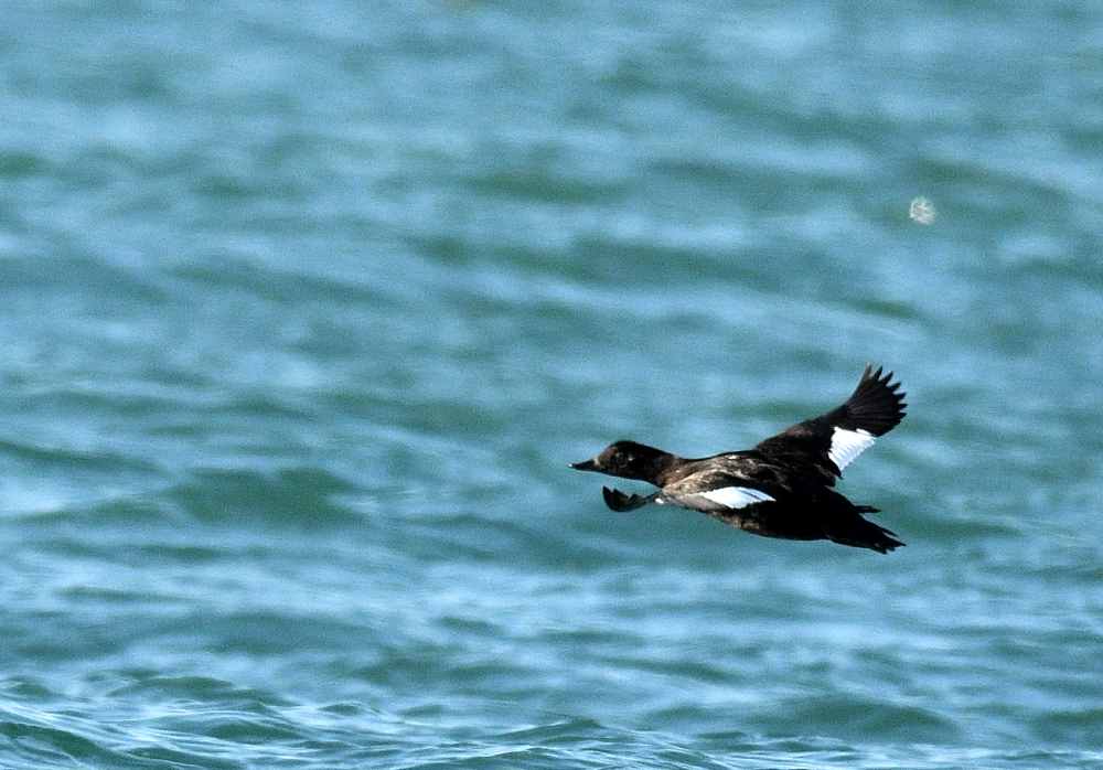 Velvet Scoter